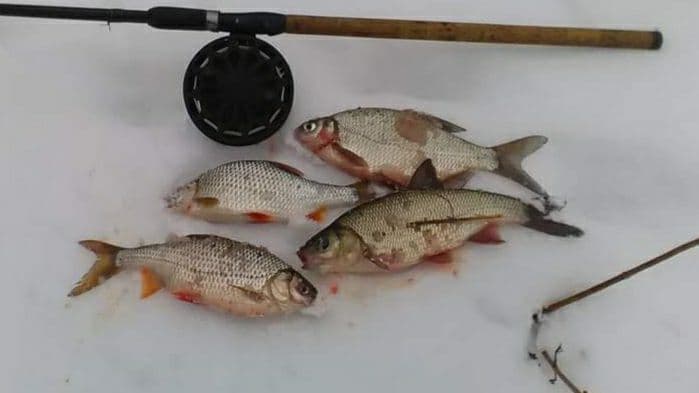 как ловить на полудонку (2).jpg